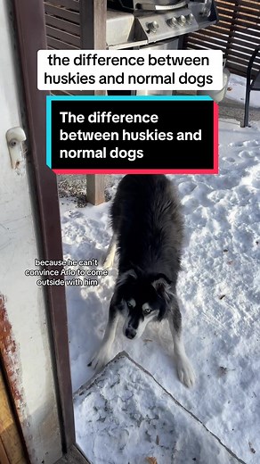 Unique Behaviors of Huskies Revealed