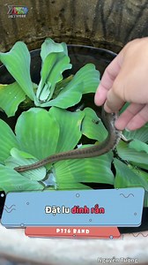 3.3M views · 9.5K reactions | Nổi da gà á trời Nguồn: Nguyễn Tường Bản quyền được bảo vệ và quản lý bởi @MCV Network #MCVNetwork #MCVGroup #MCVMedia #nguyentuong #netbiz #MCNYoutube #xuhuong #NWT #PNNT | P336 Band | Facebook