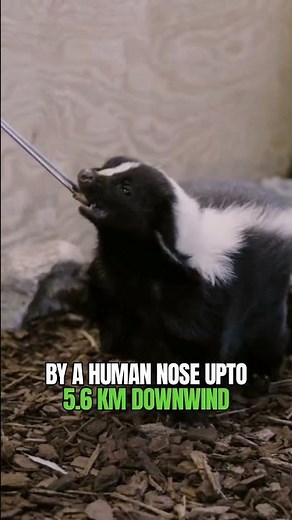 Skunks ⚠ Armed with Smelliest Spray Gun #shorts