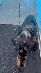 Sleuth doing the swimmy thing. Lol | Camelot K9 Academy, Dog Training and Boarding Facility