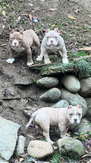 The three stooges are at it again. This Lilac city bullies production hit nicely. #fyp #trending #trendingsong #viral #puppiesoftiktok