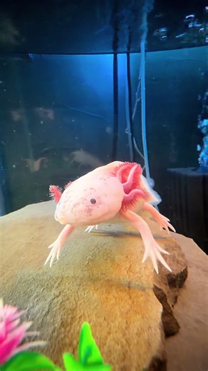 Appa: The Hovercraft Lookalike in Action