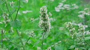 Field mint Mentha Canadensis are blooming with fresh green leaves on the annual plants in herbal garden Stock Video