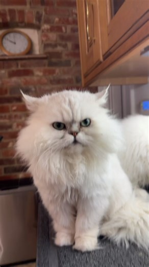 Grumpy Cat and Parrot Shenanigans