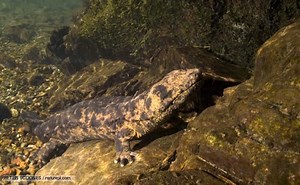 Japanese giant salamander - Alchetron, the free social encyclopedia