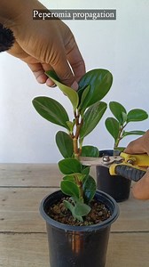 18K views · 184 reactions | Peperomia propagation Easy Way  #peperomia #plants #gardening #garden #reels #trendingreel #trendingnow #trendingreelsvideo #facebookviral #facebookreelsviral #facebookreel #viralreels | Gardening Ideas | Facebook