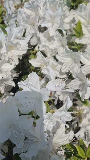 Beautiful white azalea flowers in full bloom #백철쭉 #예쁜꽃