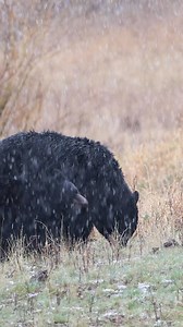A sow and cub black bear feeding in a spring snowstorm. #Photography #wildlife #nature #wyoming #goodbull #wyoming #blackbear #yellowstone #nationalpark | Good Bull Outdoors