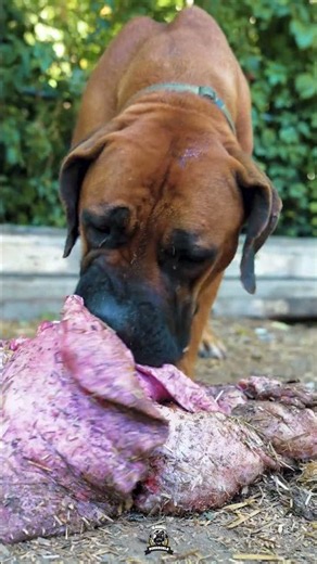 No Rush, Just Bite After Bite. Boerboel Knows How To Work Through This Huge Tripe