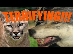 Top 5 Most Terrifying Animal Sounds - Part 2