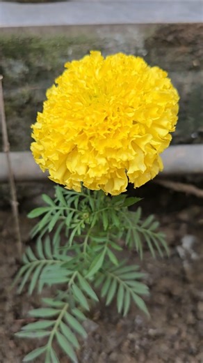 Marigold 🌼 #flowers #plants #prettyflowersss #plants #garden
