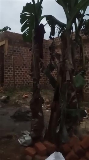 6.1K views · 236 reactions | Have a look on this we have built this upto this level 2 tyms mufunampola nawe osobola double room and 3singleswith store #fypシ゚viralシ Amanda Magezi investments limited | Amanda Magezi investments limited | Facebook