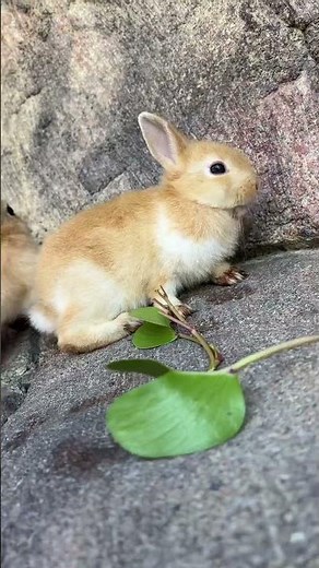 Netherland Pygmy dwarf rabbit