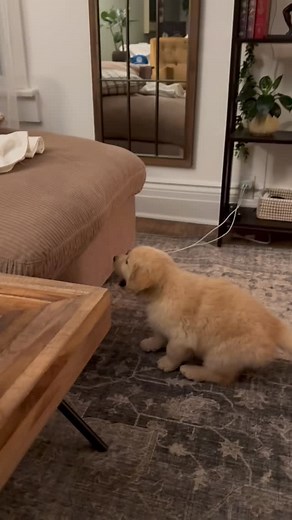 If you cant make the couch jump… it’s best to bite it for good measure! Sorry for the love bites @cozey 😂 | Itsmontysaurus