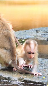 Lynx so scare with cry #wildlife #monkey #video #cutebabymonkey | Nature Life