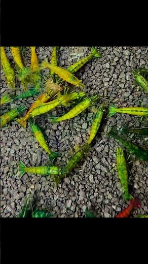 BREEDING Rare Caridina Shrimp - Spot The Tiny babies #shrimp #aquarium #shorts