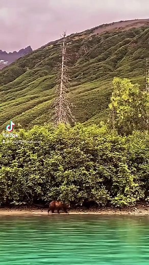 Bear viewing is our specialty and we know where to find them! | Rust's Flying Service