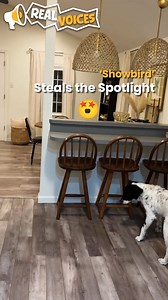 A white-bellied parrot has become the unofficial mascot of the Swiftie Era after a TikTok video showed him dancing with uncanny rhythm to Taylor Swift’s latest album. Posted by elissarem, the clip has now soared to 3.1 million views, with fans dubbing the bird “Showbird” and praising his vibrant orange-and-green plumage for matching the album’s aesthetic. The filmer told Newsflare: "When casually cleaning my house on a Friday night, blaring the new Taylor Swift album (as one does), I noticed my 