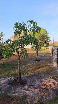 Planted Neelum, CAC, Super Alfonso, Sunrise, Sweet Tart trees!