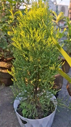 🍋 This Plant Smells Like Lemons! | Lemon Cypress 🌿#shorts