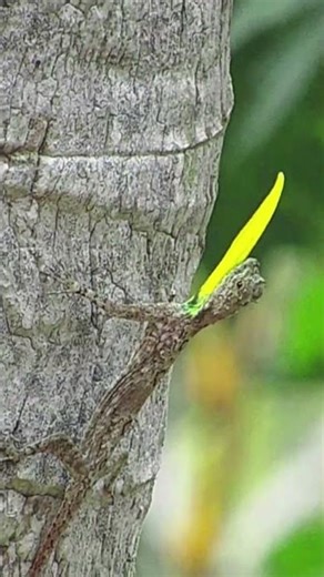 Flying Dragon Lizard in Action 🦎 | Real Life Gliding Lizard”