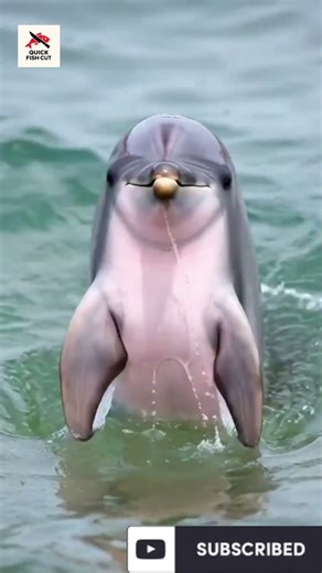 Rare Albino Dolphin Spotted! 🐬✨ Once in a Lifetime Moment