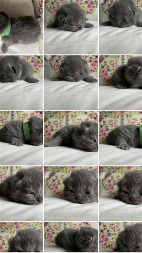 Encantador gatito British Shorthair Azul