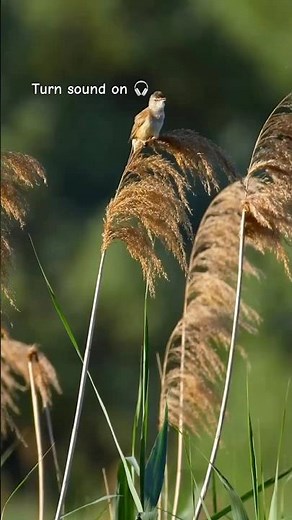 Meet the Great Reed Warbler | Europe's Powerful Reedbed Songster 🐦🎶