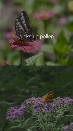 How Do Plants Pollinate?