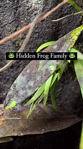 🐸 glass frogs.... #science #sciencefacts #astronomy #space #facts #fypシ゚ #foryouシ #foryoupageシ #reelsfb #trandingreels #instagramreels | Astroo Sciencee