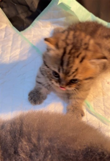 Leon Gigit Owa, Kucing Panik Kena Imbas