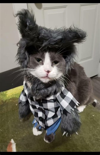 Peanut and Milton dressed up photo slideshow, I added music. November 2024