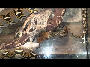 Feeding my reticulated python
