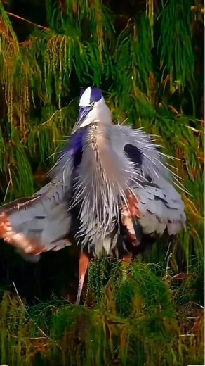 Nature’s Magic: Colors You Won’t Believe, Birds You’ll Never Forget 🌈✨ #birds #amazingbirds #naturetweeters | Nature-Tweeters