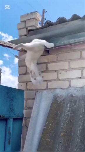 These Animals Made My Day! 🐶🐱😂 | Best Viral Animal Compilation & Funny Fails
