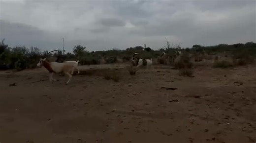 🦒🌿 Come live a WILD weekend at Laredo Safari! 🌿🦒 We are open every day from 8:00 a.m. to 5:00 p.m. so you can enjoy an unforgettable adventure surrounded by nature and more than 400 animals from different species. ✨ Enjoy our amazing experiences: ✅ Safari Drive-Thru ✅ Petting Zoo ✅ Giraffe Experience ✅ Family & relaxation areas ✅ Cozy cabins for overnight stays ✅ Field trips, parties & special events 🎟️ Admission: 👨‍👩‍👧 Adults: $14.99 🧒 Kids: $9.99 📍 Location: 7918F Ranch Road, Laredo,
