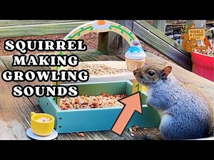 Squirrel Making Growling Sound When Defending It’s Food