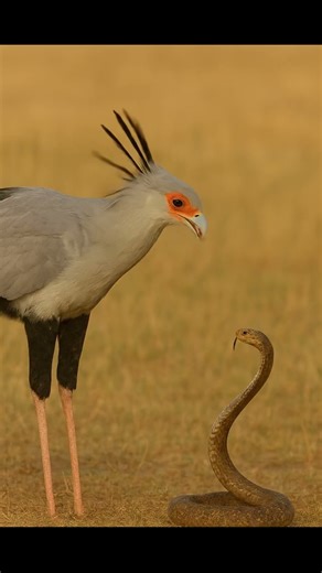 Secretary Bird vs Cobra 🐍 | The Deadliest Kick in the Animal Kingdom | Snap Wildlife TV #shorts