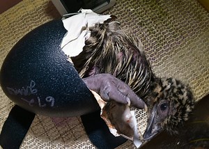 Incubating Emu Eggs