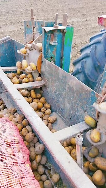 Optimizing Potato Processing with Mechanical Equipment