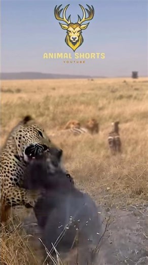 LEOPARD VS HOG - Epic Battle in the Wild #wildlife #animals #shorts