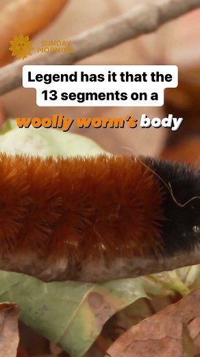 Every autumn Banner Elk, North Carolina hosts the Woolly Worm Festival, in which caterpillars crawl in feats of athletic prowess, the outcome of which is said to predict the area’s winter weather. Conor Knighton checks out the competition. | CBS Sunday Morning