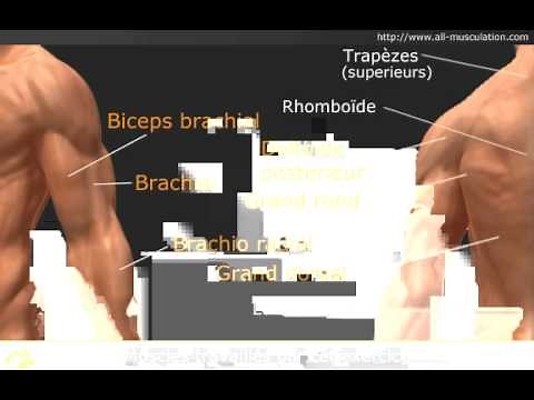 Vidéo du rowing horizontal à la barre guidée en supination