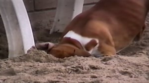 America's Funniest Home Videos - Season 13