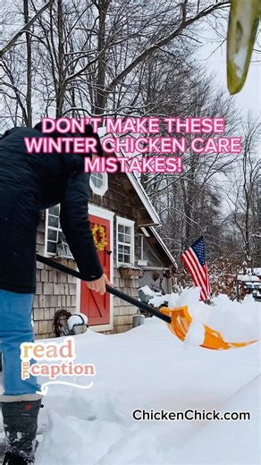 Winter chicken care isn’t necessarily common sense, but it is simple if you understand their needs & avoid common mistakes. 1. DON’T confuse your comfort level with a chicken’s. Chickens have a ~107°F core body temp & are wrapped in homegrown down jackets! 2. DON’T use heat lamps with flying animals! They commonly start fires & are simply unnecessary with these cold-hardy animals. Chickens keep themselves warm in a properly winterized coop. 3. DON’T allow drafts to blow on chickens. Drafts ruffl