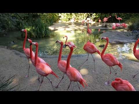 Flamingos run to and fro