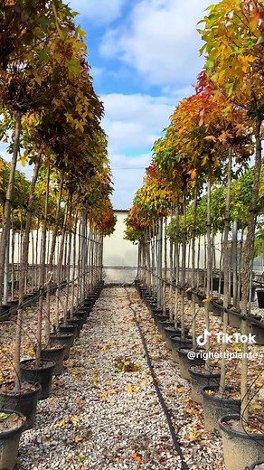 Liquidambar ‘Gumball’: Stunning Fall Colors for Gardens