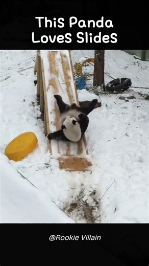 This Panda Loves Slides