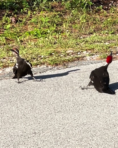 61K views · 761 reactions | Woodpeckers perform courtship dance  | Furry Tails | Facebook