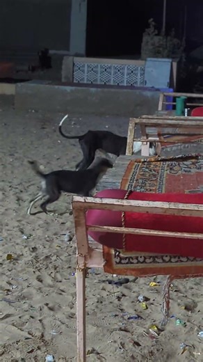 Dogs enjoying the City amazing video please watch full episodes #usa#brazil#mexico#trending#youtube